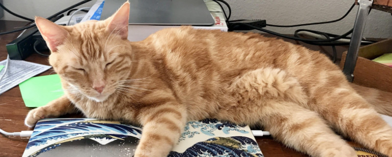 寝室养猫注意事项