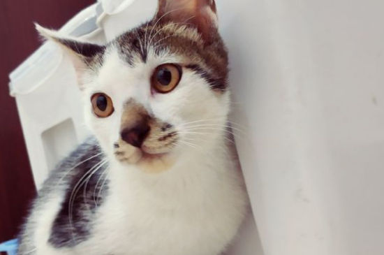 猫咪生化检查是什么