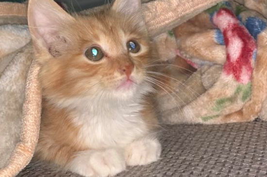 猫被关在笼子养的技巧