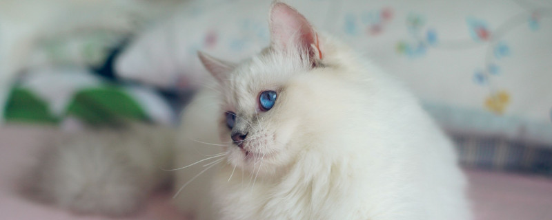 猫为什么不能白送人