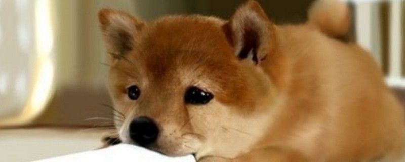 秋田认主人的表现