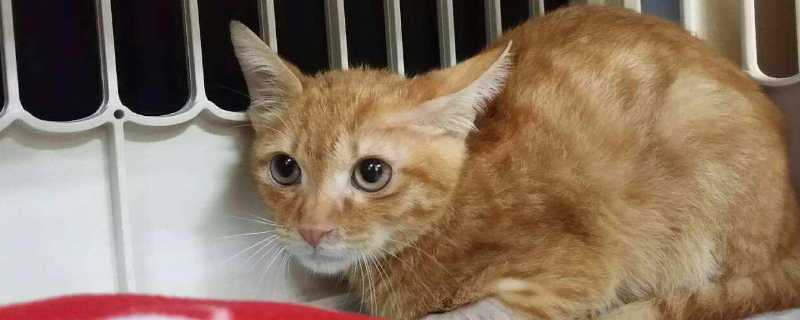 橘猫为什么很少母的