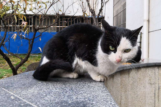 奶牛猫为什么不粘人，奶牛猫怎么能粘人