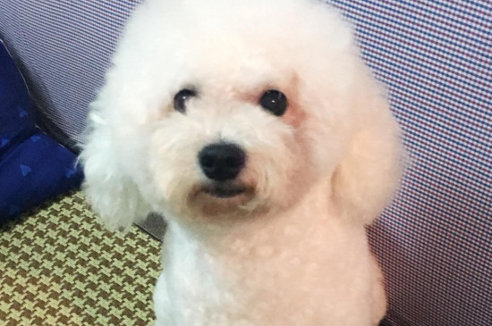 幼犬吃成犬粮会怎么样，无法消化并损伤肠胃导致疾病