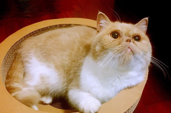 猫咪不吃饭怎么办