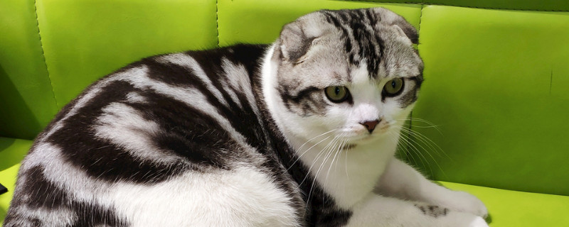 折耳猫弓背要紧吗