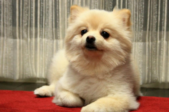 狗生小狗要多久生一个