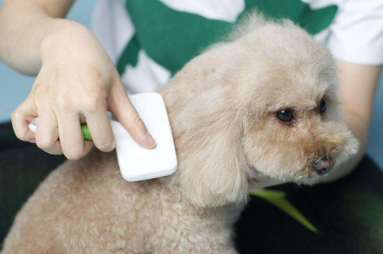 冬天狗狗要怎么洗澡