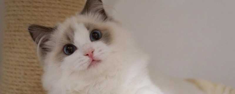 猫容易得什么病