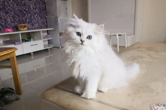 猫咪指甲剪出血