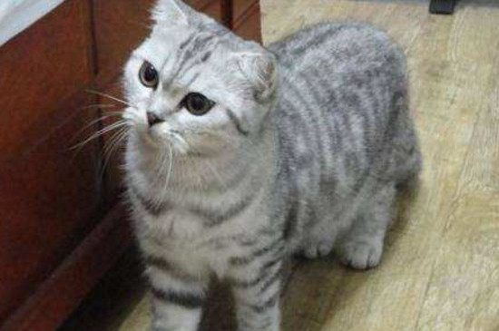 猫为什么扑人