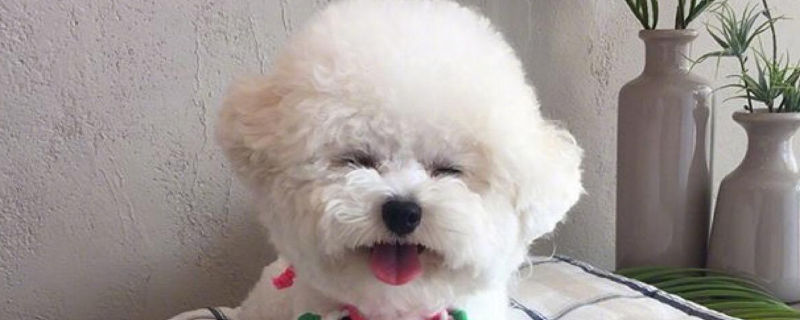 比熊总是呜呜叫怎么办