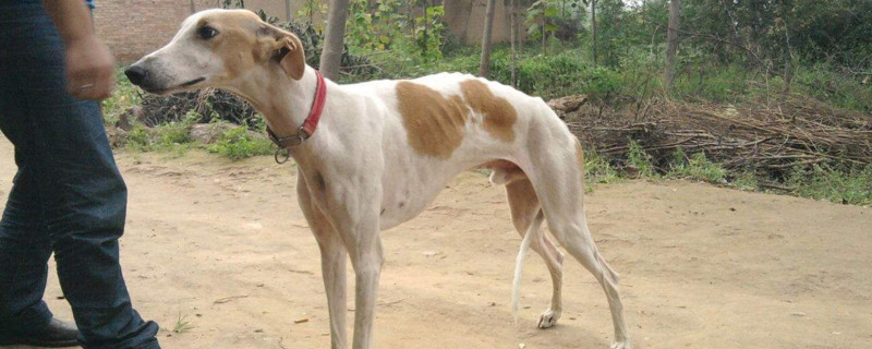 灵缇犬幼犬一天喂几次