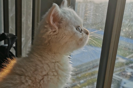猫会在太空包里拉屎吗