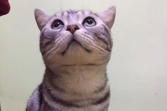 猫腿上有一块秃了