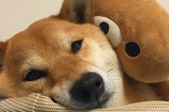 柴犬拉稀怎么办，造成柴犬腹泻的3种原因和处理方法