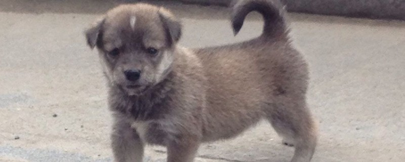 狗子宫蓄脓吃什么药
