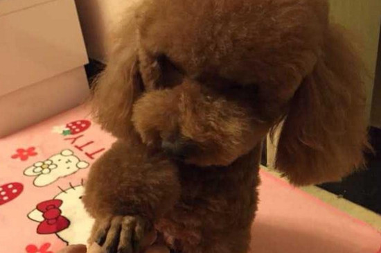 泰迪狗狗的饲养方法