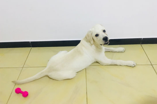 狗不听话怎么办