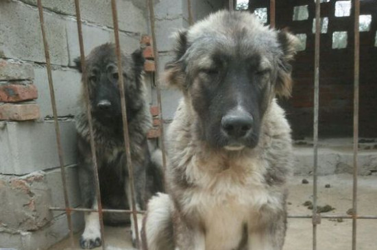 高加索犬十个不养理由