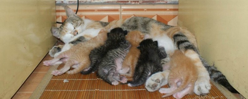 小猫崽多少天能见阳光