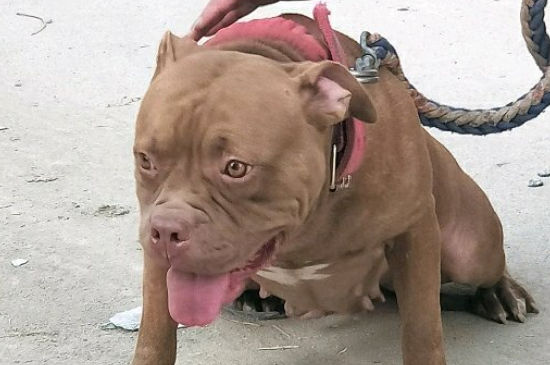 比特犬适合家养吗