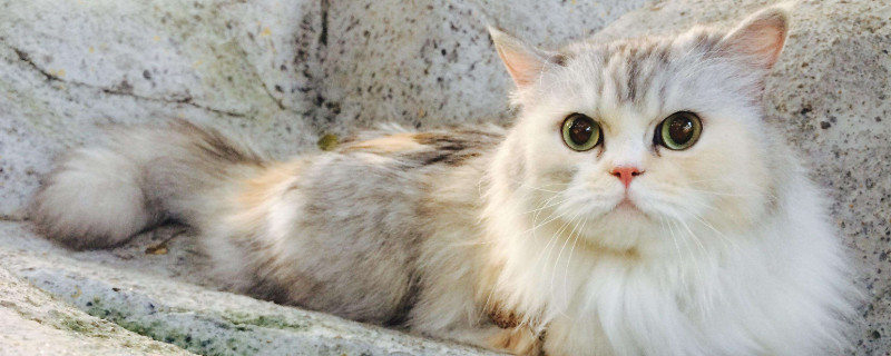 猫多大开始吐毛
