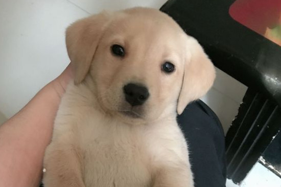 最会照顾小孩的狗