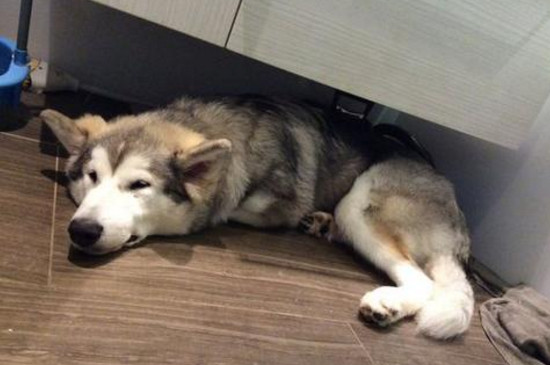 把狗关厕所睡觉好吗