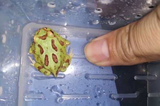 角蛙脑膜炎怎么办
