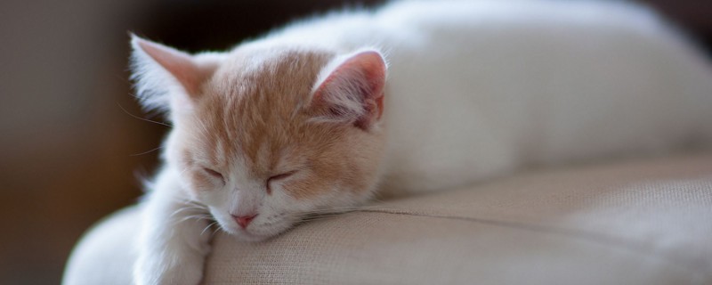 小猫长大后毛色会变吗