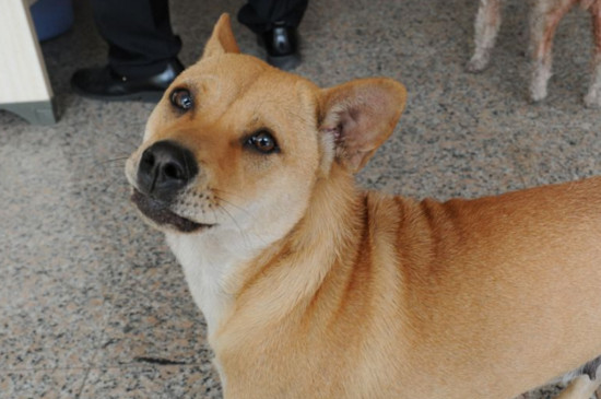 判断狗有没有狂犬病毒