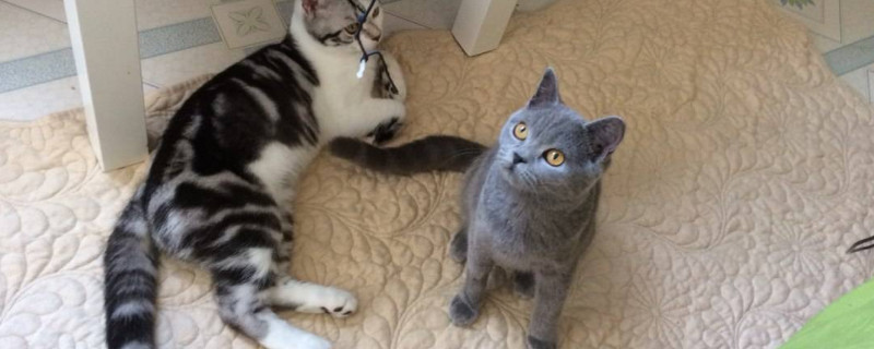 美短猫不喜欢被抱怎么办