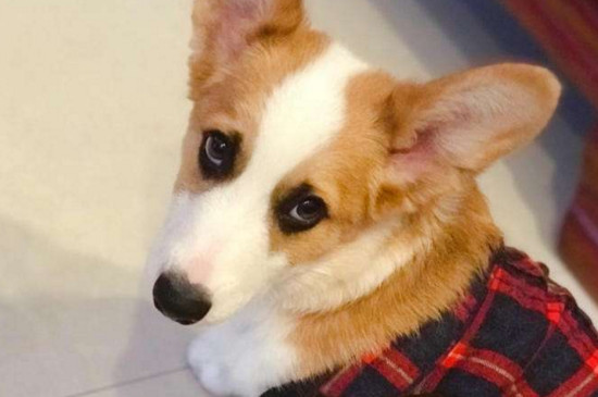 掌握以下六要素养出健康的柯基犬