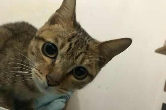 猫嘴周围红了