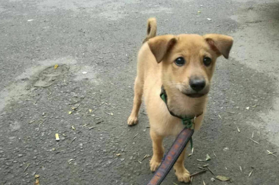 狗闻到什么气味会跑