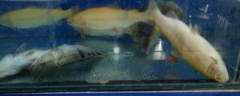 如何抢救翻了肚皮的鱼