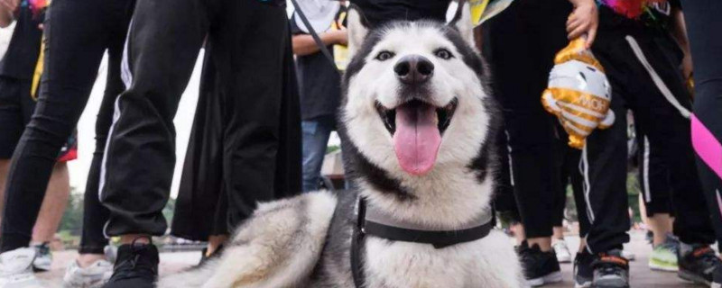 狗狗一直吐舌头喘粗气