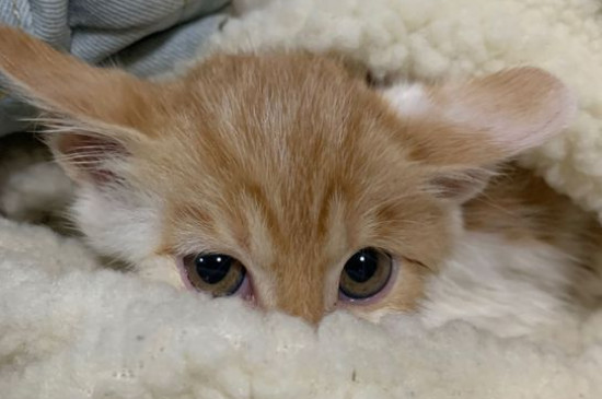 猫尿道炎能自愈吗