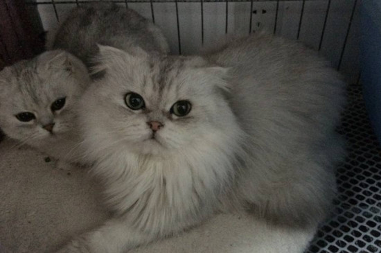猫咪轻轻咬你代表什么