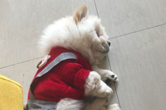 松狮感冒有什么症状