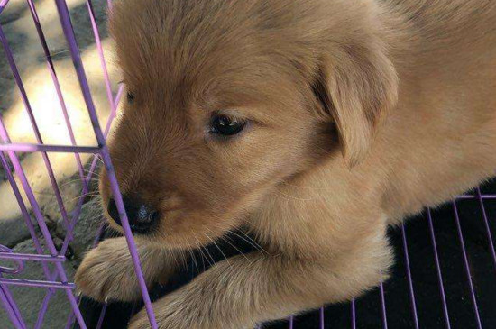 幼犬能吃肉吗，幼犬几个月可以吃肉