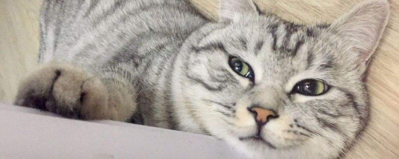 猫咪被门夹了能恢复么