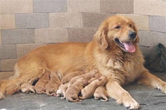 英国名犬有哪些