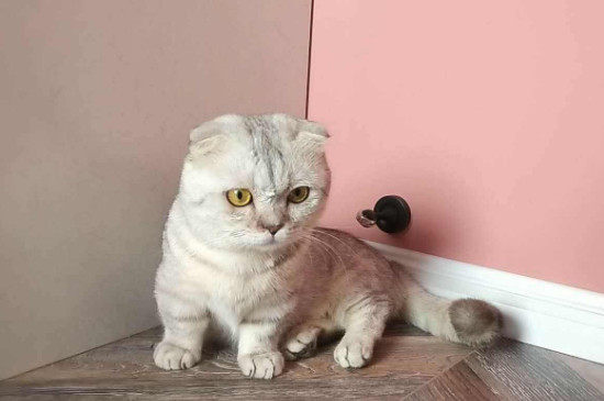 猫脚受伤了能自愈吗