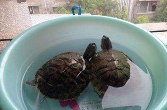 巴西龟每天晒多长时间