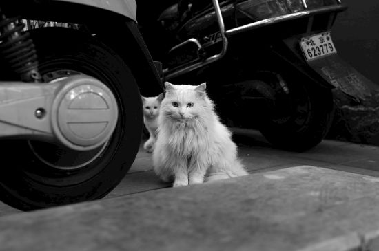 猫怎么判断是尿路感染