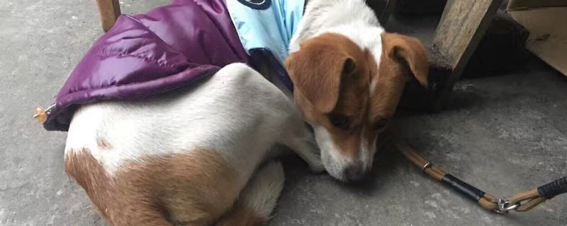 狗狗呼吸有声音像哮喘