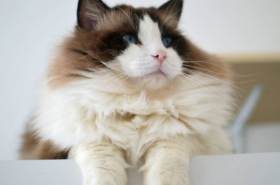 灰白双色猫是什么品种
