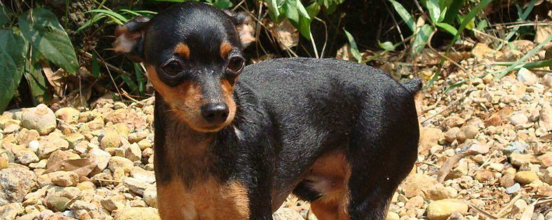 为什么不建议养小鹿犬